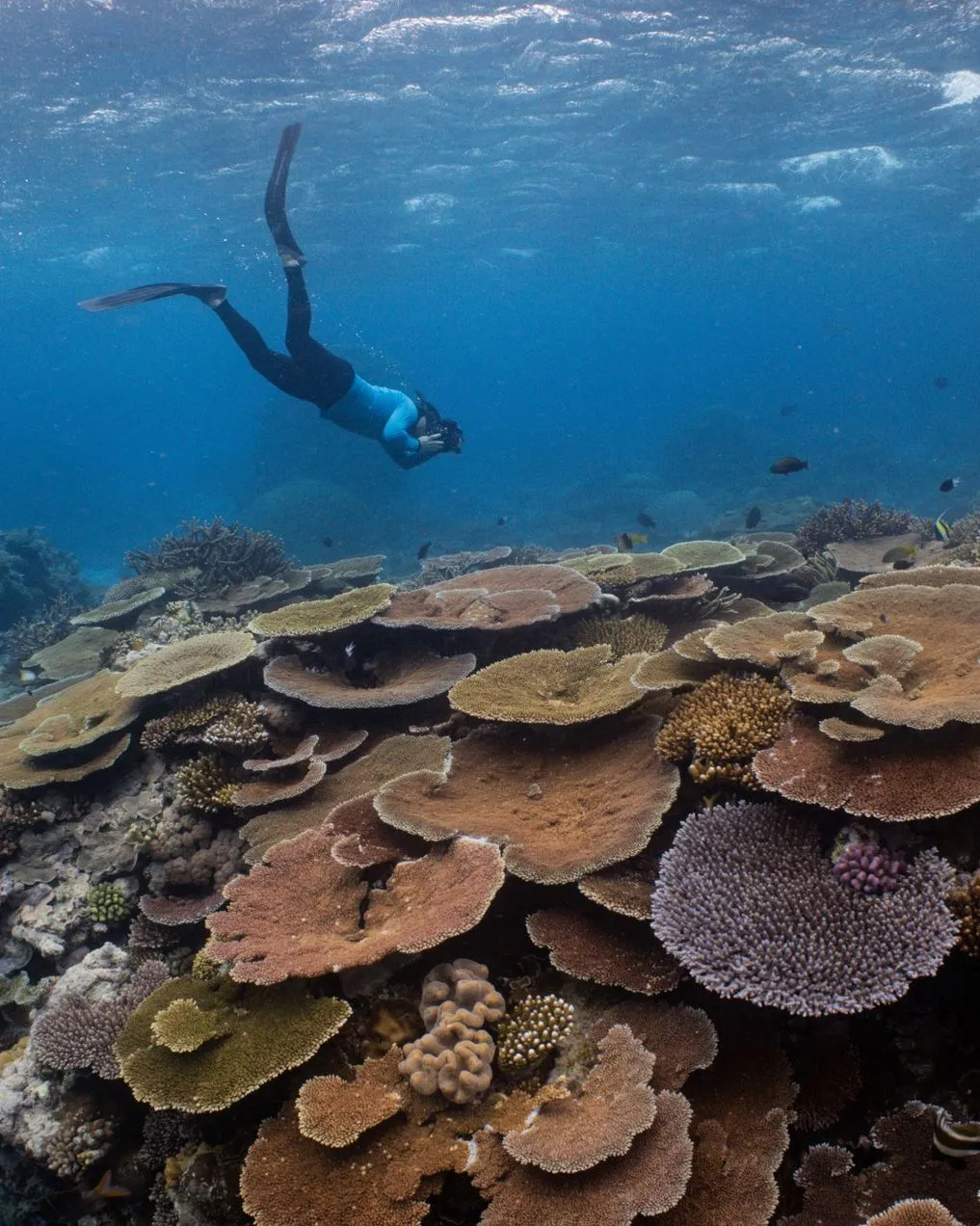 Exploring Coral Gardens Up Close