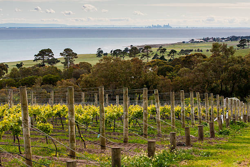 Uncover the Beauty of Victoria: A Visitor’s Guide to the Bellarine Peninsula